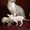 продажа котят канадский сфинкс - Изображение #5, Объявление #686503