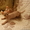 продажа котят канадский сфинкс - Изображение #2, Объявление #686503