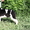 Великолепный щенок  ньюфаундленда! #689087