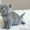 Британские короткошёрстные котятаот питомника "Биг Бен" - Изображение #2, Объявление #718443