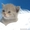 Британские короткошёрстные котятаот питомника "Биг Бен" - Изображение #3, Объявление #718443
