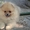 Карликовые эксклюзивные щеночки померанского шпица vip-classa! - Изображение #4, Объявление #765971