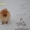 Карликовые эксклюзивные щеночки померанского шпица vip-classa! - Изображение #5, Объявление #765971