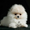 Карликовые эксклюзивные щеночки померанского шпица vip-classa! - Изображение #3, Объявление #765971