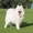 Щенки Самоедской собаки - Изображение #1, Объявление #467384