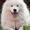 Щенки Самоедской собаки - Изображение #2, Объявление #467384