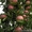 саженцы плодовых деревьев и кустарников - Изображение #1, Объявление #967307