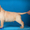 Палевый и черный щенки лабрадора от Интерчемпиона - Изображение #1, Объявление #961674
