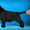 Палевый и черный щенки лабрадора от Интерчемпиона #961674