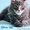 Котенок мейн-кун окрас голубой мрамор. От титулованных родителей.  Питомник Mila - Изображение #4, Объявление #1092396