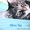 Котенок мейн-кун окрас голубой мрамор. От титулованных родителей.  Питомник Mila - Изображение #2, Объявление #1092396