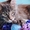 Котенок мейн-кун окрас голубой мрамор. От титулованных родителей.  Питомник Mila - Изображение #5, Объявление #1092396