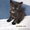 Раздаю бесплатно котят - Изображение #1, Объявление #371536
