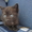 Раздаю бесплатно котят - Изображение #2, Объявление #371536