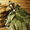 продам веники для бани (дуб,липа, берёза) - Изображение #1, Объявление #1495940