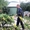 Сезонная чистка сада.+79277770575 Самара, Тольятти, Сызрань, Жигулевск - Изображение #2, Объявление #1538106