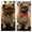 Стрижка собак и кошек в Самаре - Изображение #1, Объявление #1628383