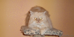 Знакомства для кошки персидской породы - Изображение #1, Объявление #21668