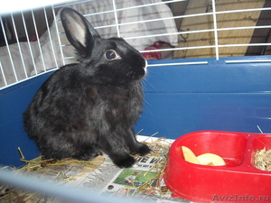 продам карликового кролика с клеткой - Изображение #1, Объявление #36656
