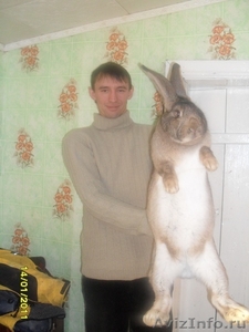 Продам кроликов - гигантов породы "Немецкий Ризен" - Изображение #1, Объявление #166129