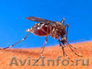 Уничтожение комаров в Самаре и по области. - Изображение #1, Объявление #210027