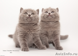 Британские короткошерстные котята от Чемпионки Мира - Изображение #1, Объявление #225398