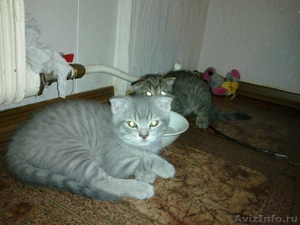 Милые породистые кошечки и коты - Изображение #1, Объявление #223067