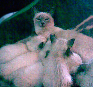 Сиамские котята старого типа от красивых породистых кошек - Изображение #9, Объявление #217642