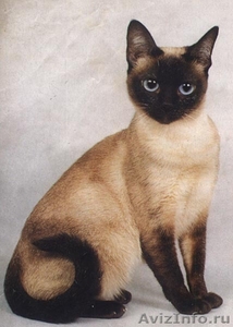тайские - котята . . - Изображение #5, Объявление #237029