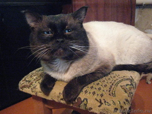 Сиамские котята старого типа от красивых породистых кошек - Изображение #8, Объявление #217642