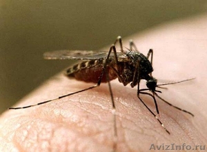 Дезинсекция, уничтожение комаров, клещей, ос, мух, муравьев и садовых вредителей - Изображение #1, Объявление #242084