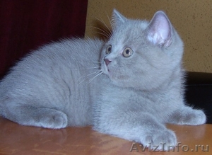  голубые котята - Изображение #1, Объявление #262591