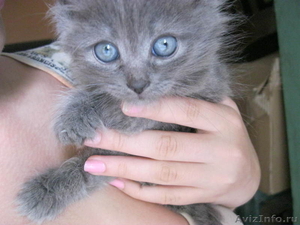 Шикарные котятки в хорошие руки!))) - Изображение #1, Объявление #321273