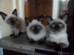 тайские - котята . . - Изображение #7, Объявление #237029
