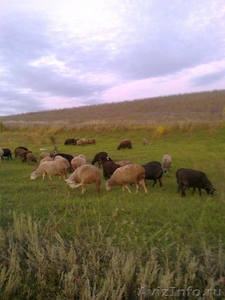 Продам стадо овец разных пород  - Изображение #1, Объявление #386212