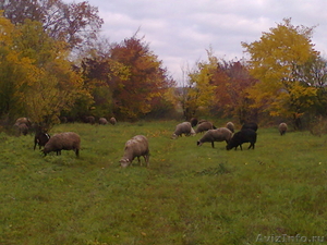 Продам стадо овец разных пород  - Изображение #3, Объявление #386212