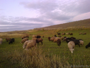 Продам стадо овец разных пород  - Изображение #2, Объявление #386212