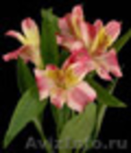 Цветы  и растения оптом - Изображение #2, Объявление #470671