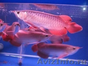 Великолепный Идеальный аквариум Золотые красный arowana - Изображение #1, Объявление #495063