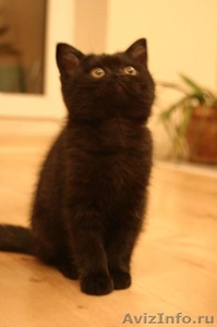 Шотландский короткошерстный котик - Изображение #1, Объявление #485987