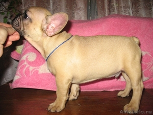 перспективный щенок фр.бульдога с отличной родословной - Изображение #1, Объявление #484872