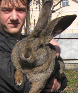 Продам  кроликов - гигантов породы "Немецкий Ризен" в Самаре - Изображение #1, Объявление #569293