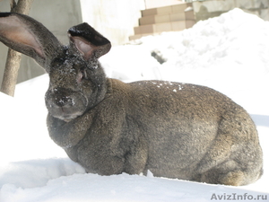 Продам  кроликов - гигантов породы "Немецкий Ризен" в Самаре - Изображение #2, Объявление #569293