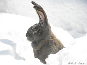 Продам  кроликов - гигантов породы "Немецкий Ризен" в Самаре - Изображение #4, Объявление #569293