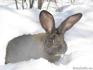 Продам  кроликов - гигантов породы "Немецкий Ризен" в Самаре - Изображение #9, Объявление #569293