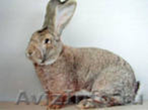 Продам  кроликов - гигантов породы "Немецкий Ризен" в Самаре - Изображение #6, Объявление #569293