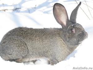Продам  кроликов - гигантов породы "Немецкий Ризен" в Самаре - Изображение #7, Объявление #569293