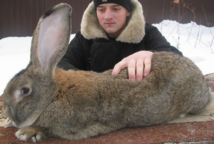   Продажа    породистых   племенных    кроликов,   крольчат - Изображение #1, Объявление #569276