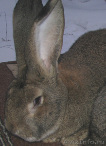   Продажа    породистых   племенных    кроликов,   крольчат - Изображение #2, Объявление #569276