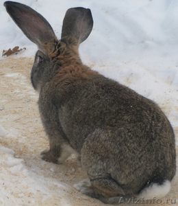   Продажа    породистых   племенных    кроликов,   крольчат - Изображение #3, Объявление #569276